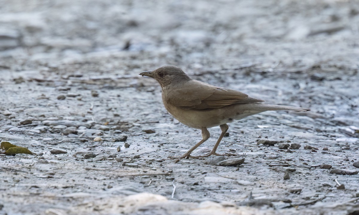 Pale-breasted Thrush - ML642895955