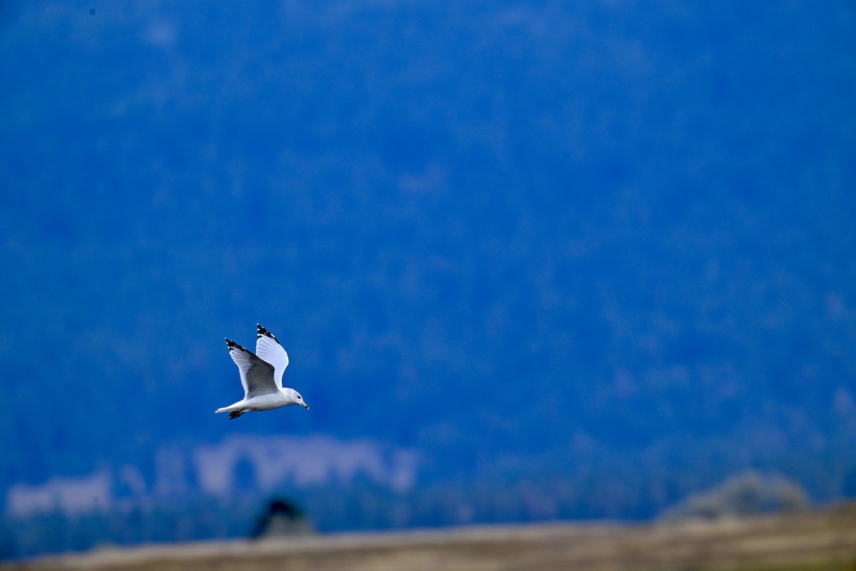 Ring-billed Gull - ML642895956