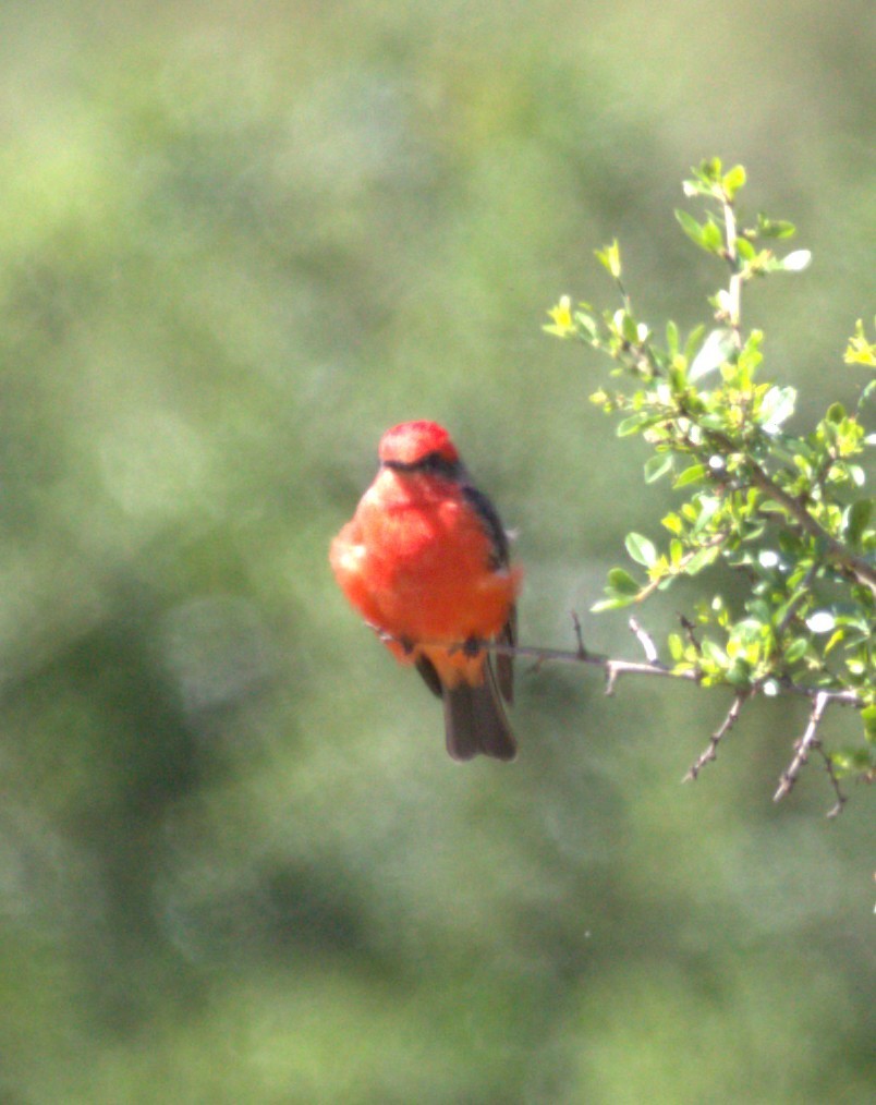 Vermilion Flycatcher - ML642895957