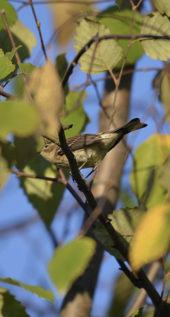 Yellow-rumped Warbler - ML642895958