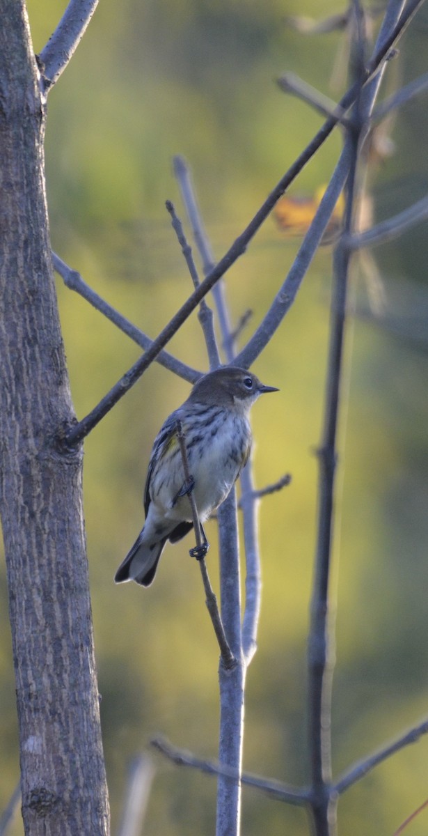 Yellow-rumped Warbler - ML642895959