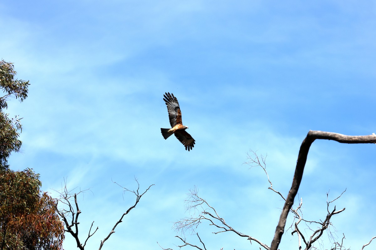 Square-tailed Kite - ML642895960