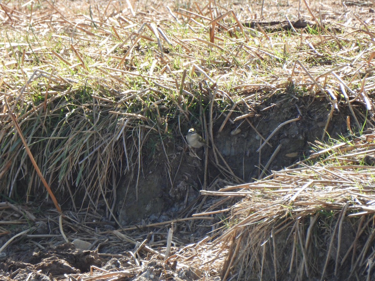 Roitelet à couronne dorée - ML642895962