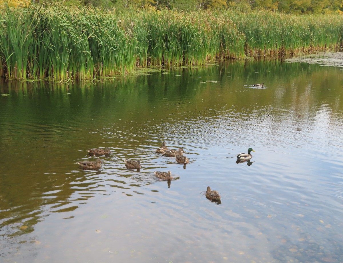 Mallard - ML642895967