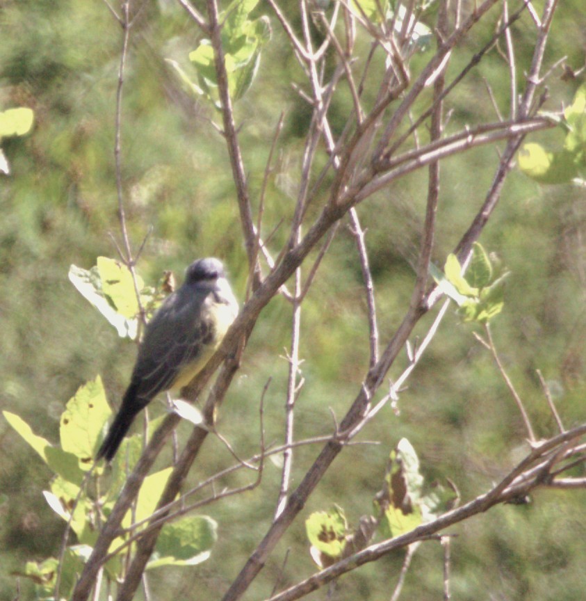 Cassin's Kingbird - ML642895968