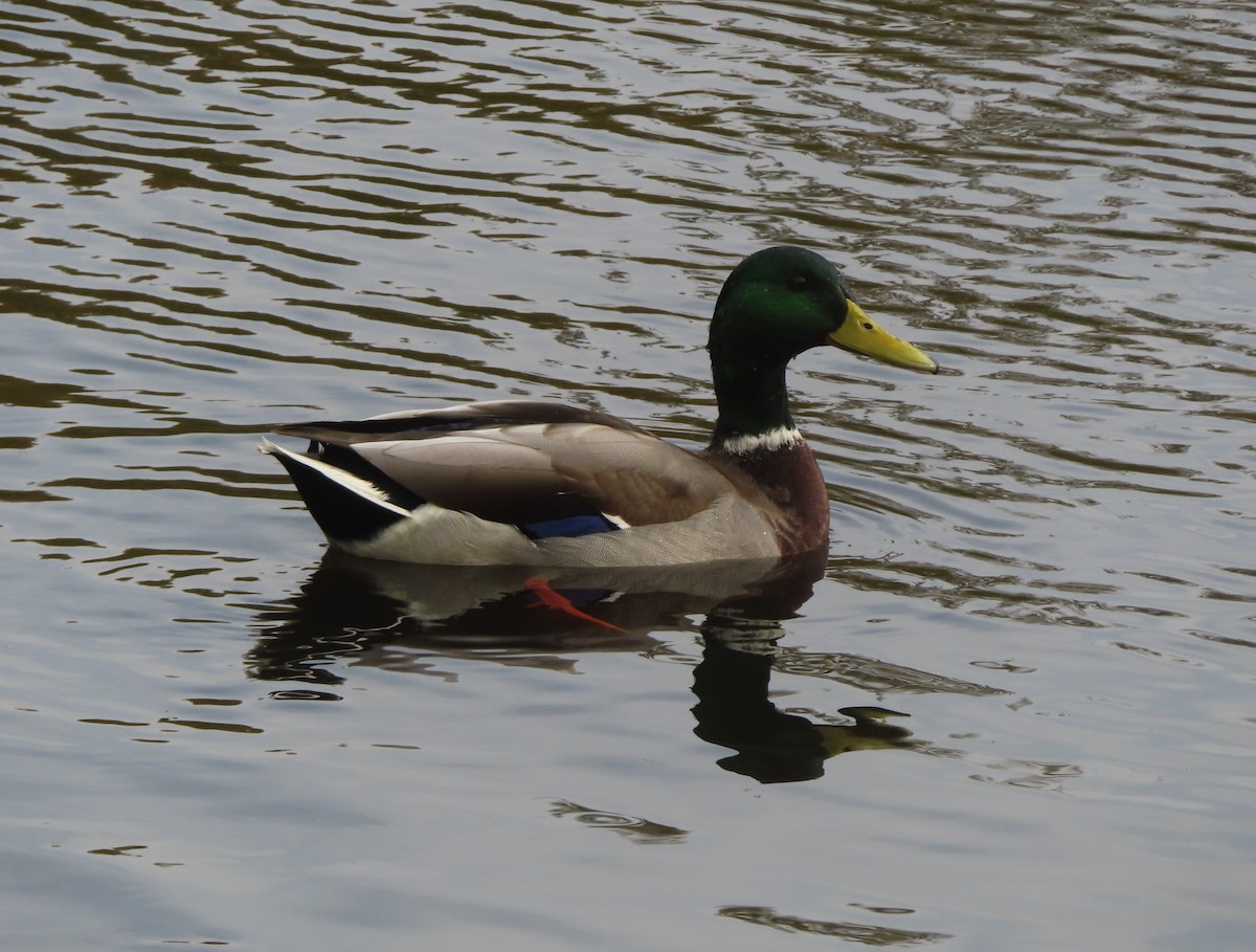 Mallard - ML642895969
