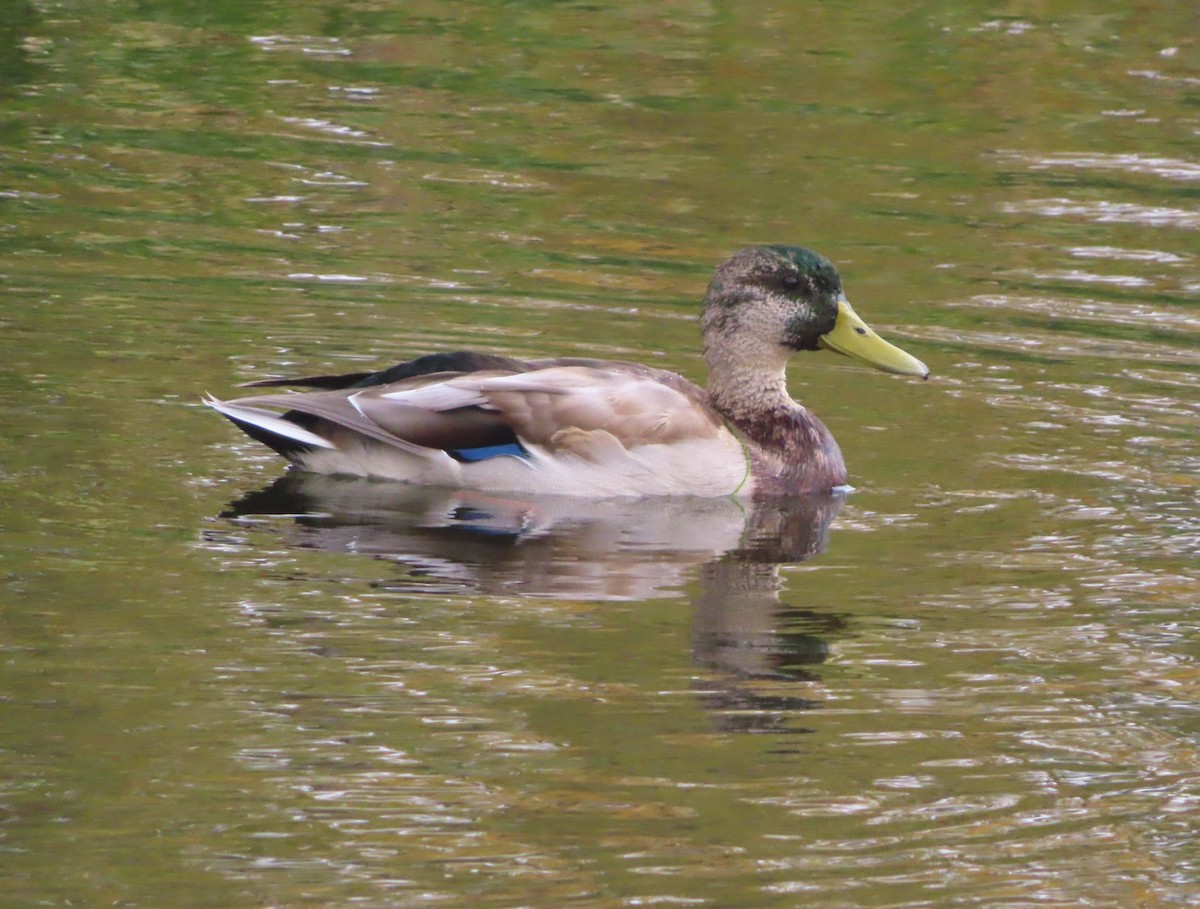 Mallard - ML642895971
