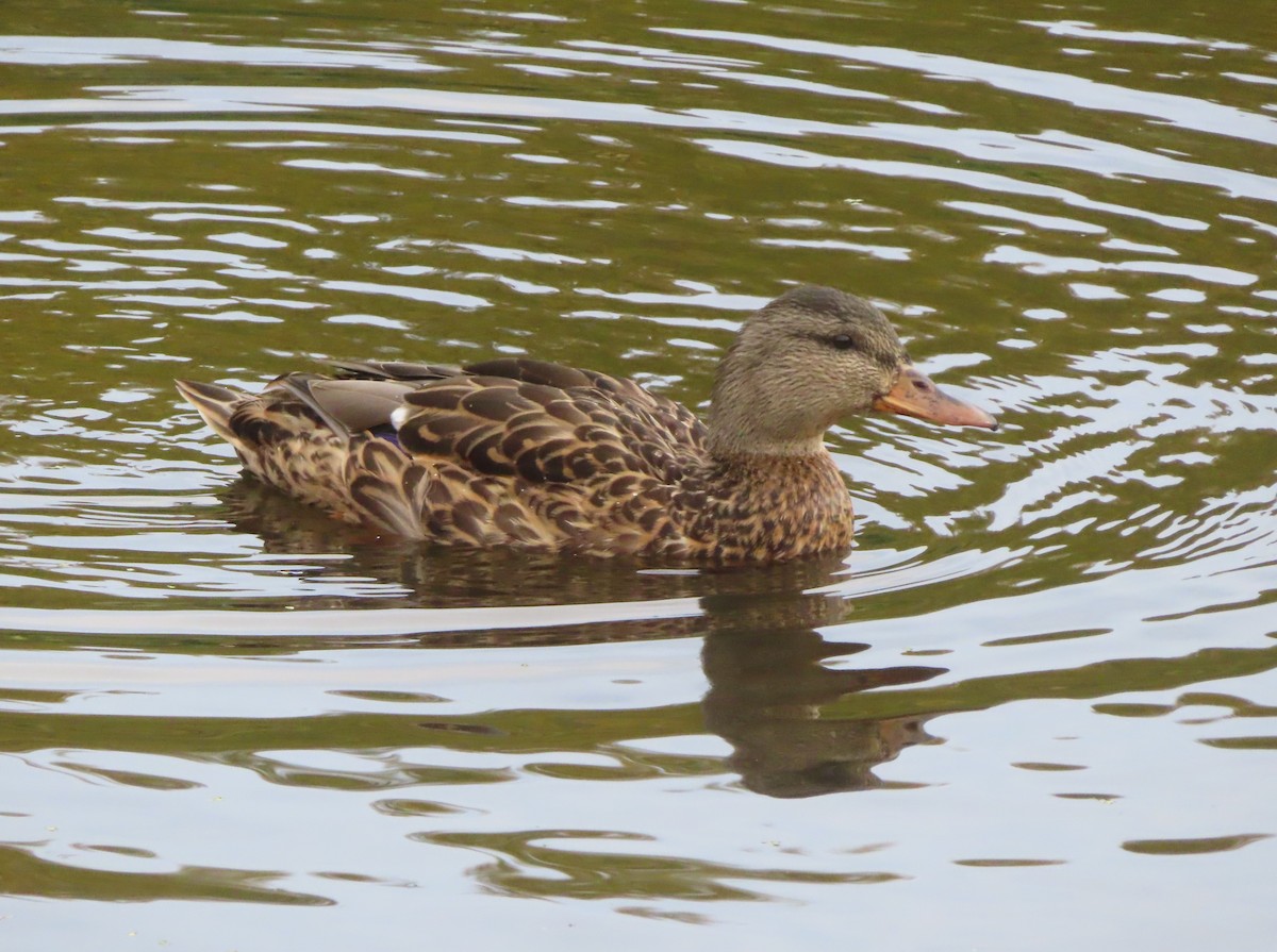 Mallard - ML642895975