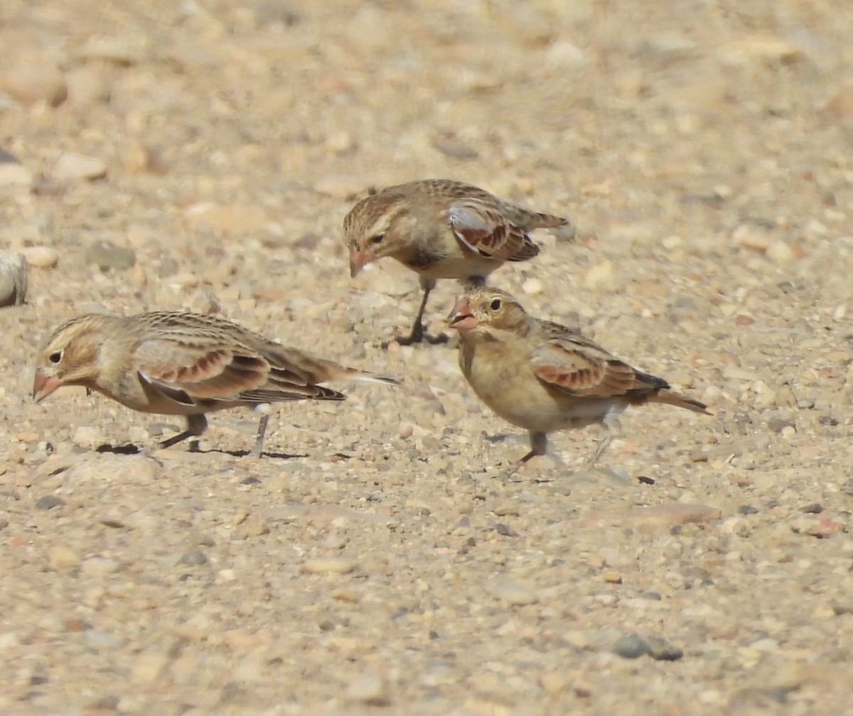 Thick-billed Longspur - ML642895978