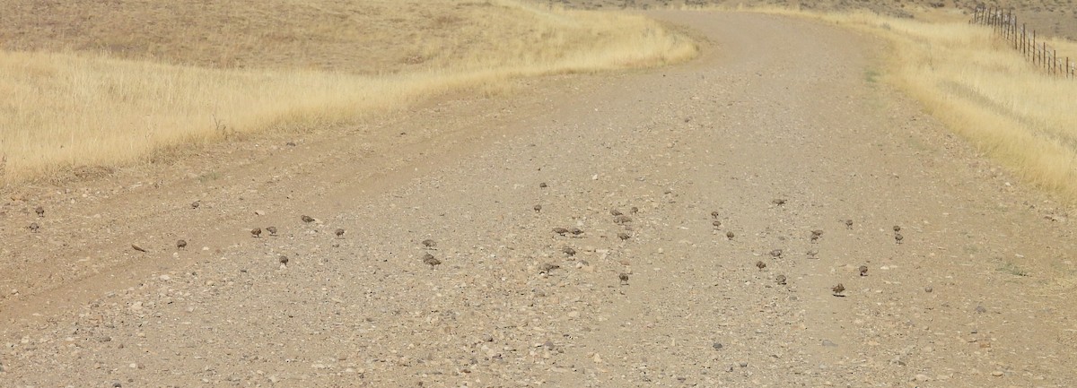 Thick-billed Longspur - ML642895979
