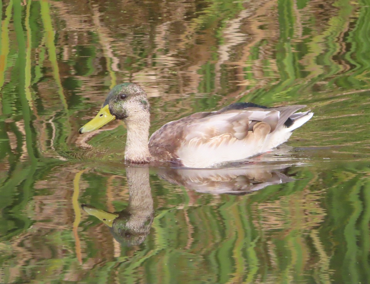 Mallard - ML642895981