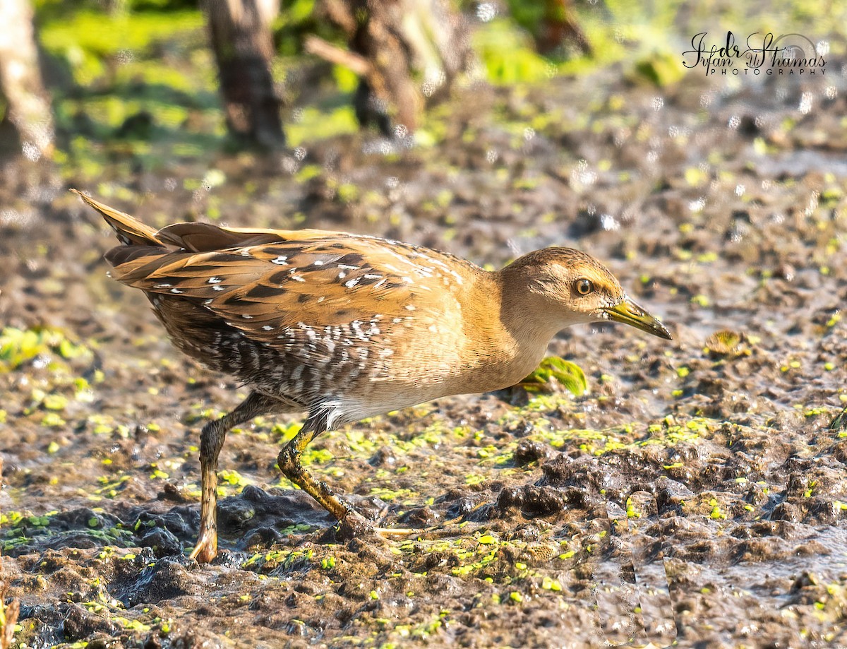 Baillon's Crake - ML642895983