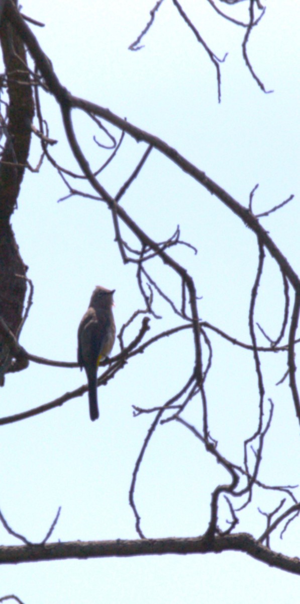 Gray Silky-flycatcher - ML642895984