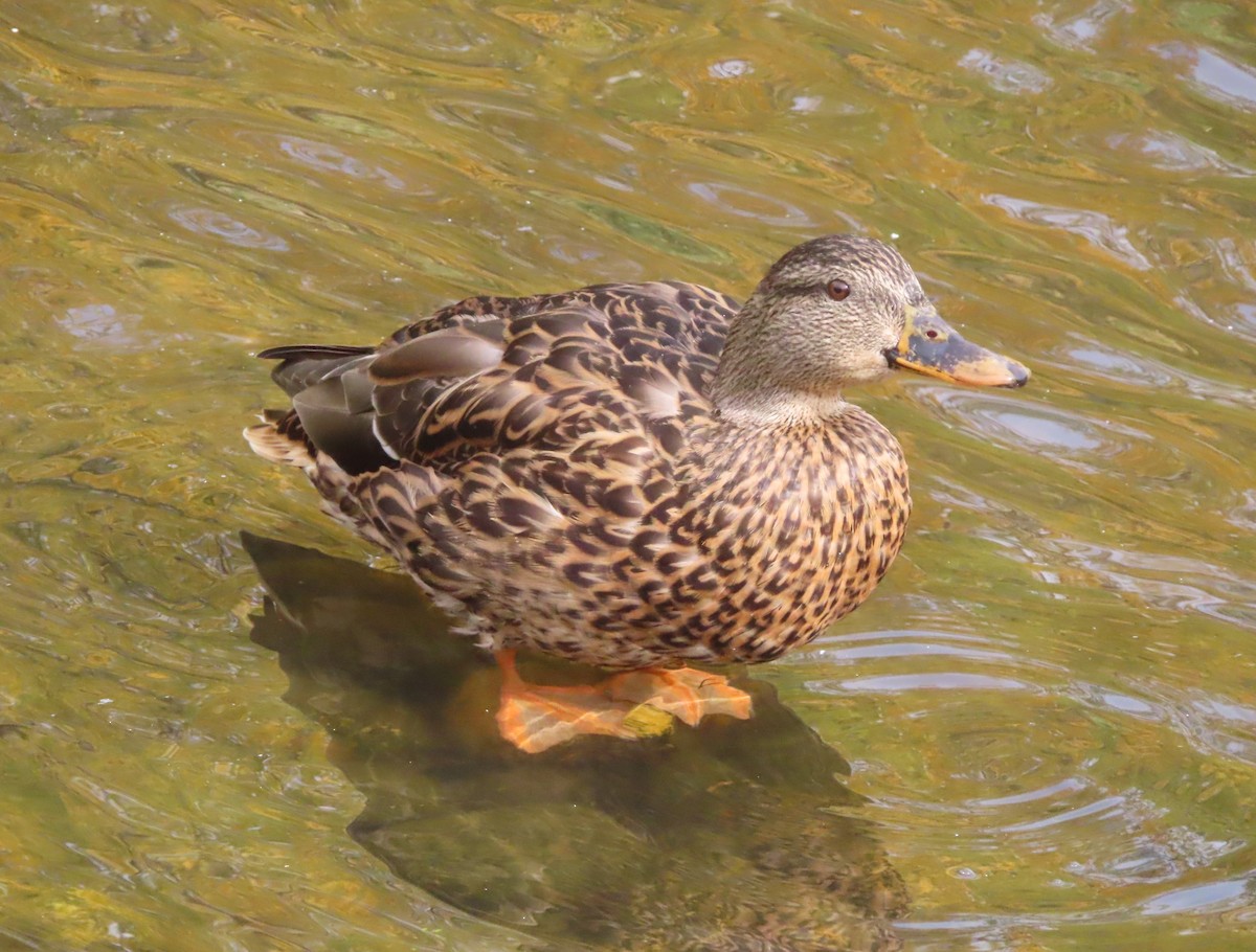 Mallard - ML642895985
