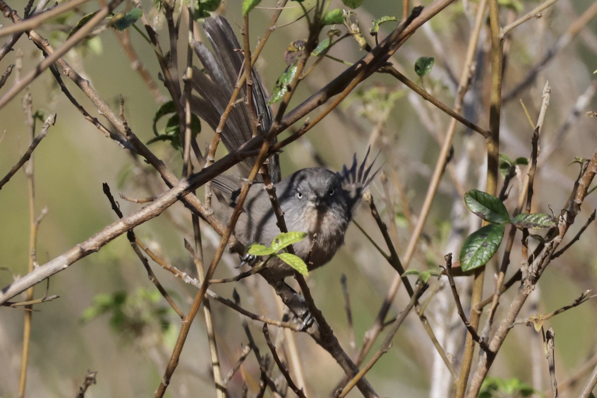 Wrentit - ML642895990