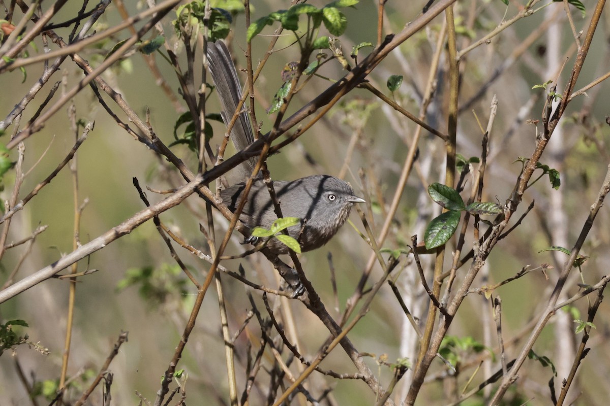 Wrentit - ML642895991