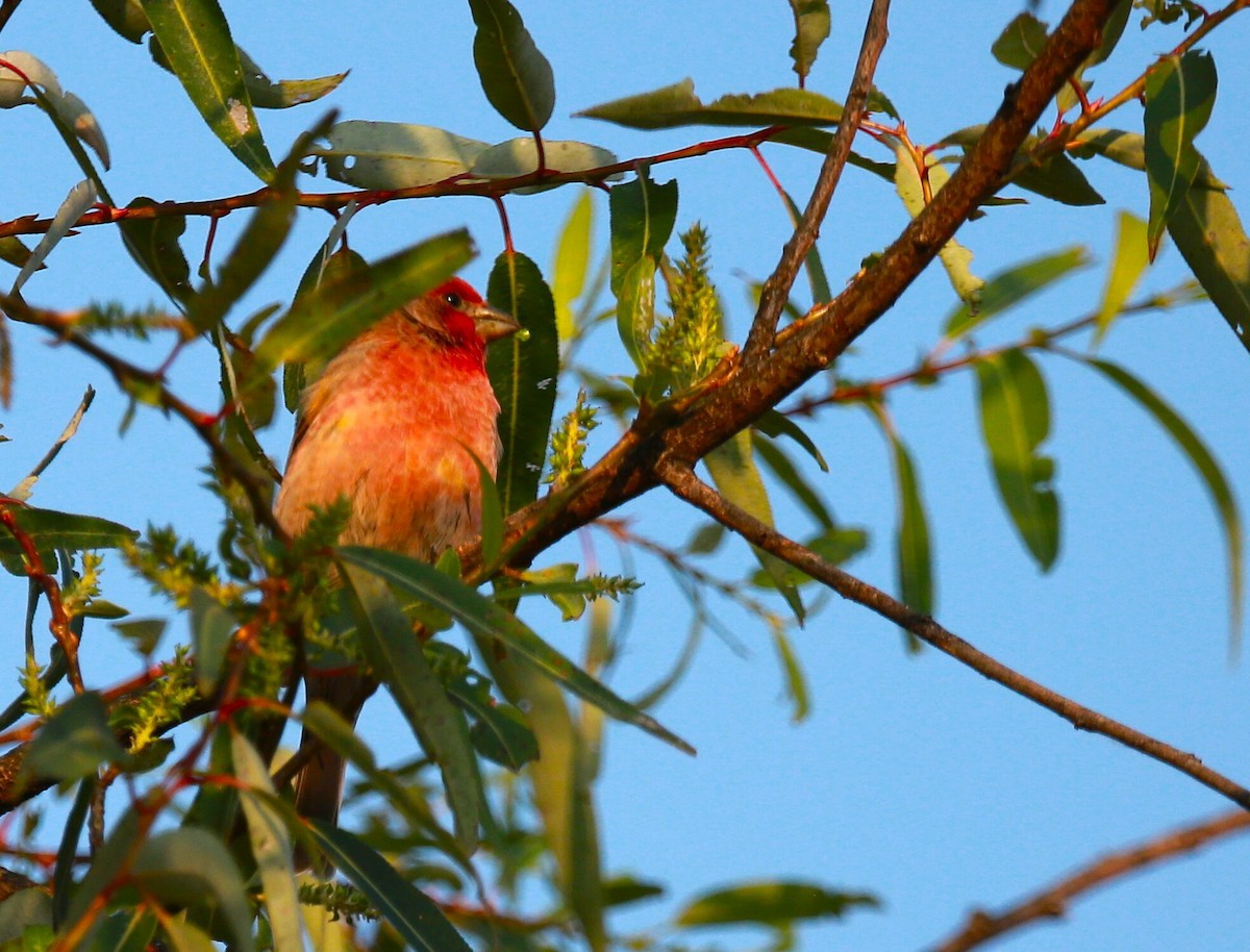 House Finch - ML642895992