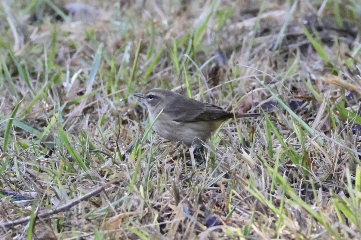 Palm Warbler - ML642895993