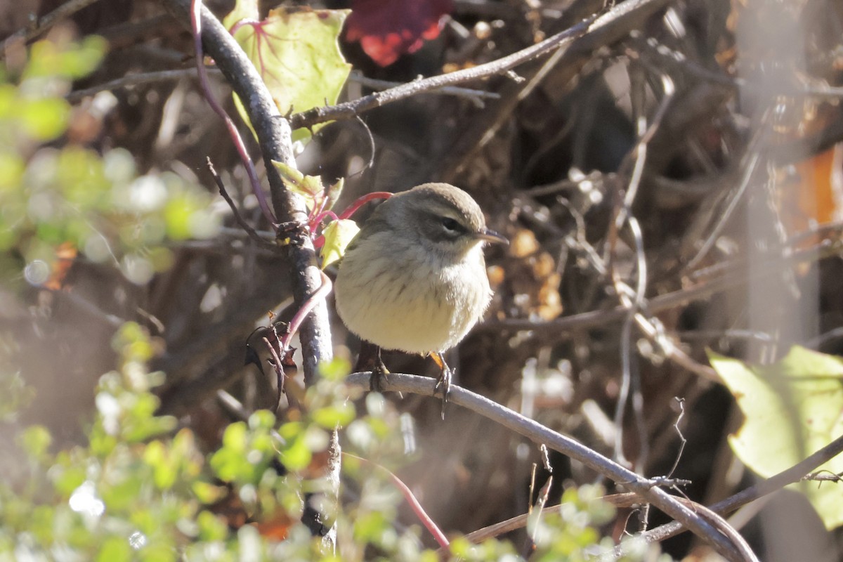 Palm Warbler - ML642895994
