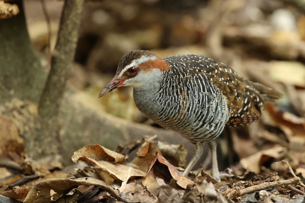 Buff-banded Rail - ML642896024