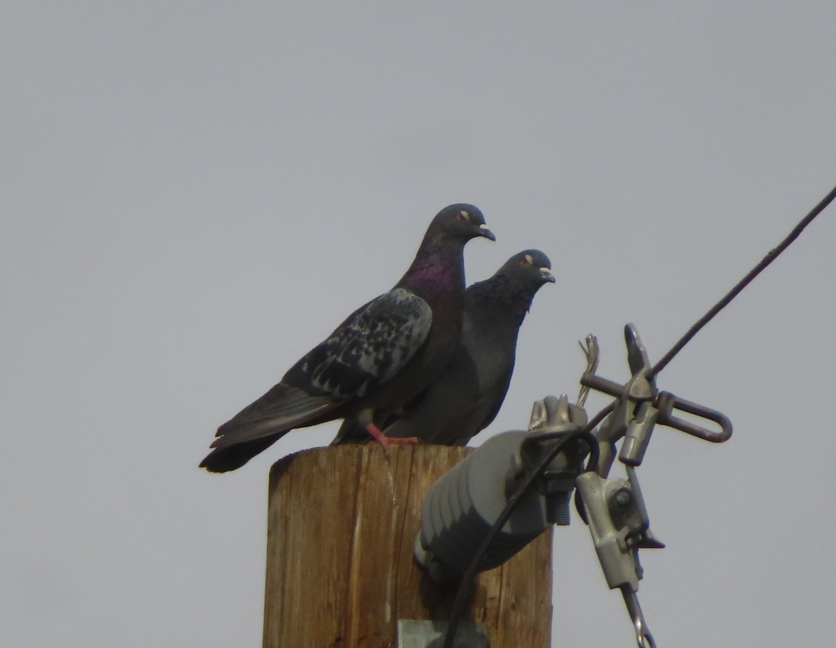 Piccione domestico - ML642896025