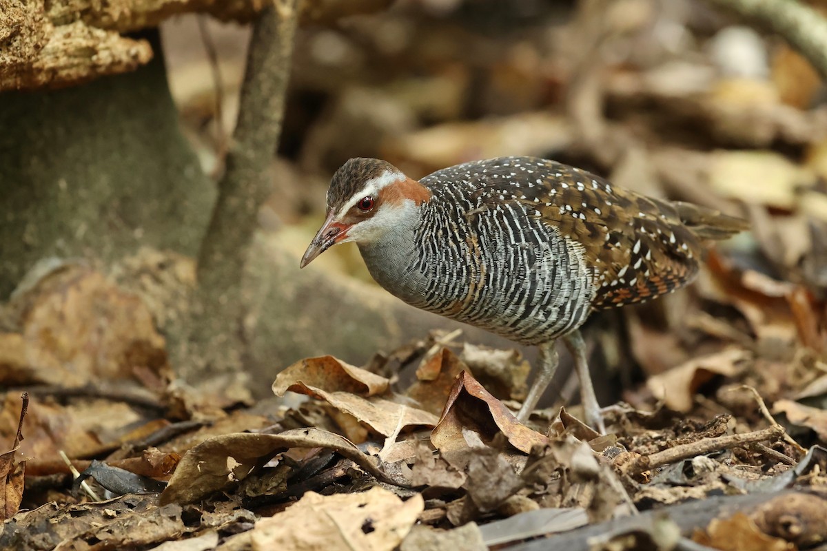 Buff-banded Rail - ML642896026