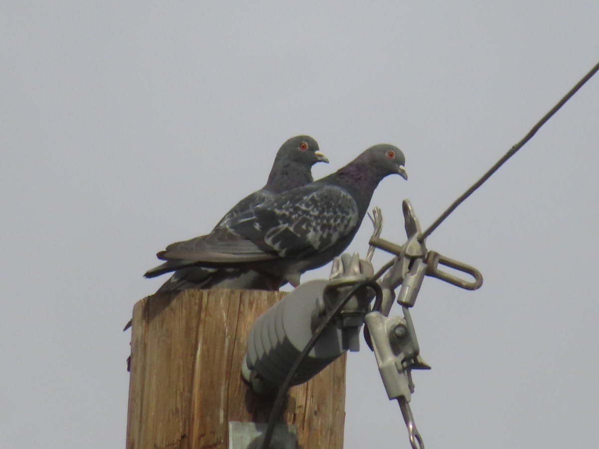 Piccione domestico - ML642896027