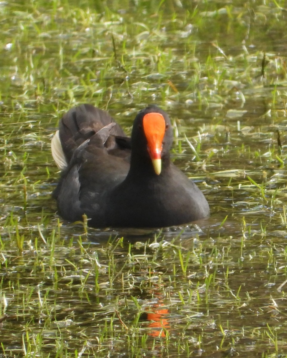 Dusky Moorhen - ML642896030