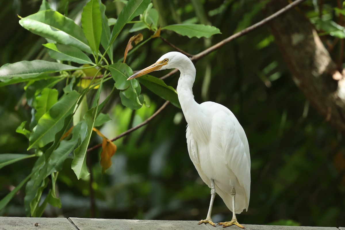 Pacific Reef-Heron - ML642896031