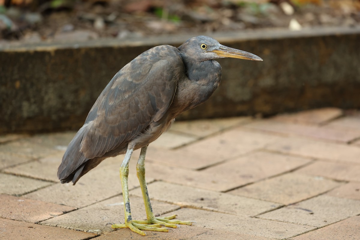 Pacific Reef-Heron - ML642896032