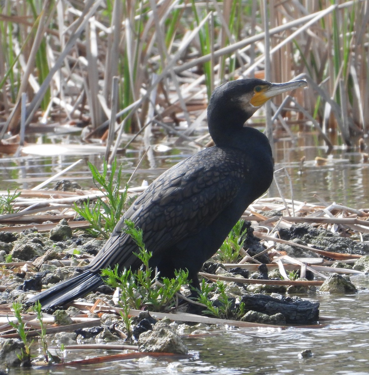 Great Cormorant - ML642896037