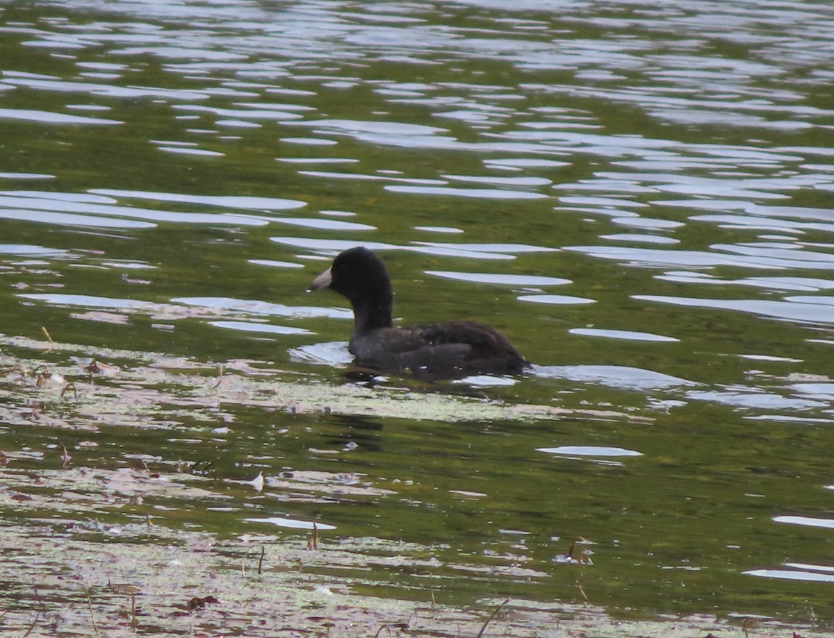 American Coot - ML642896038