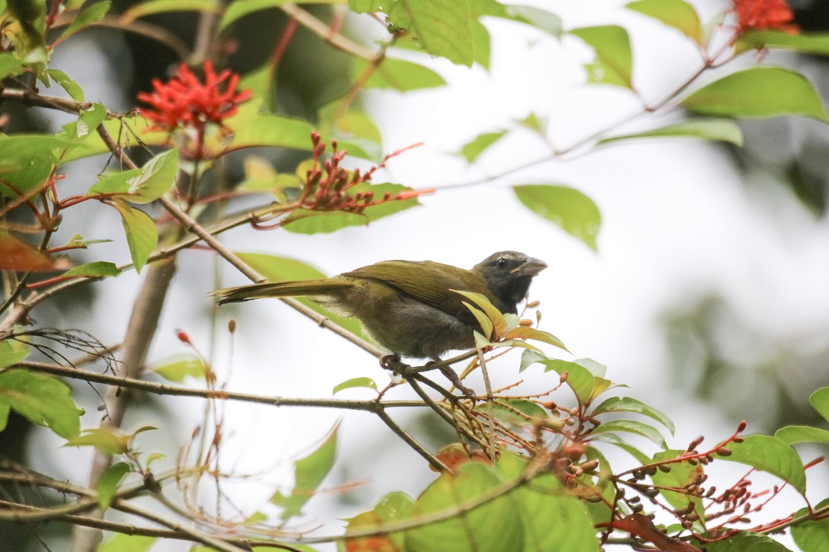 Buff-throated Saltator - ML642896039