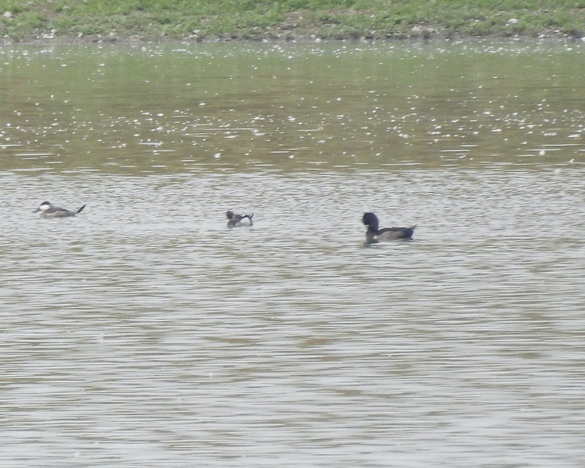 Ring-necked Duck - ML642896040