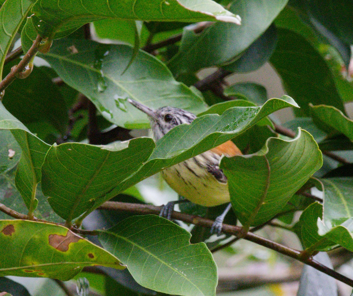 Streak-capped Antwren - ML642896041