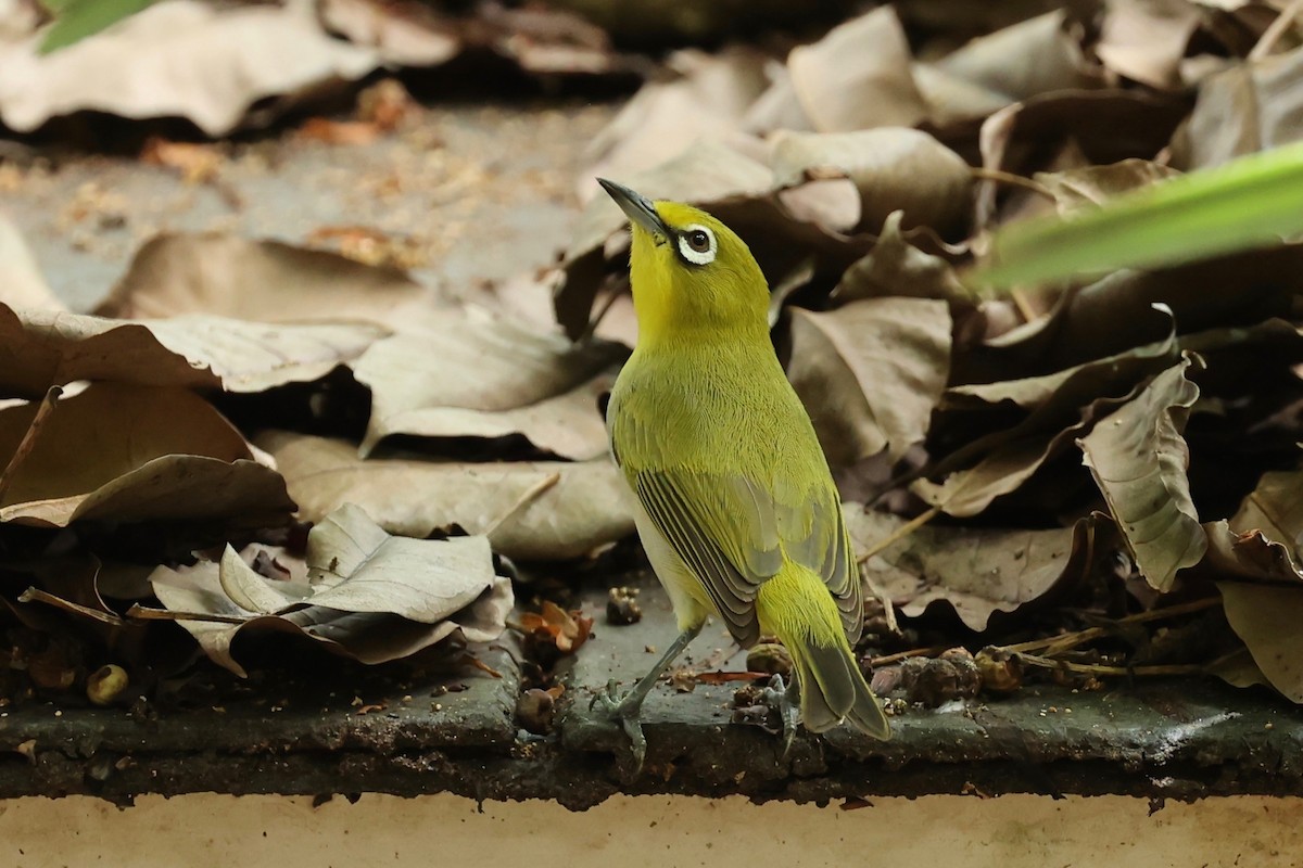 Ashy-bellied White-eye - ML642896042