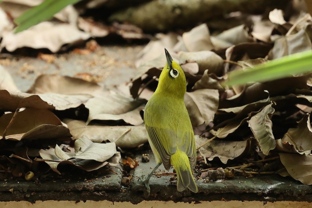 Ashy-bellied White-eye - ML642896043