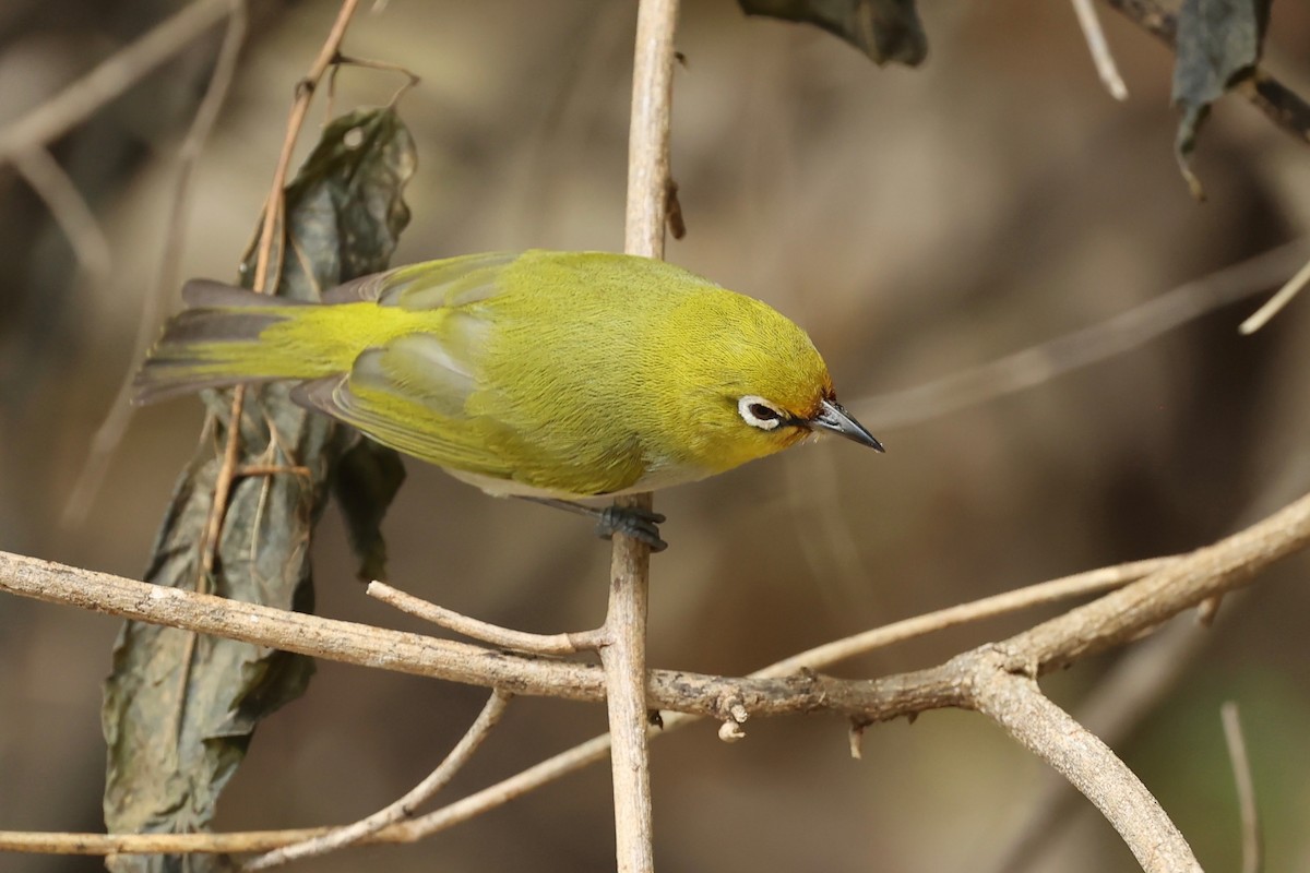 Ashy-bellied White-eye - ML642896044
