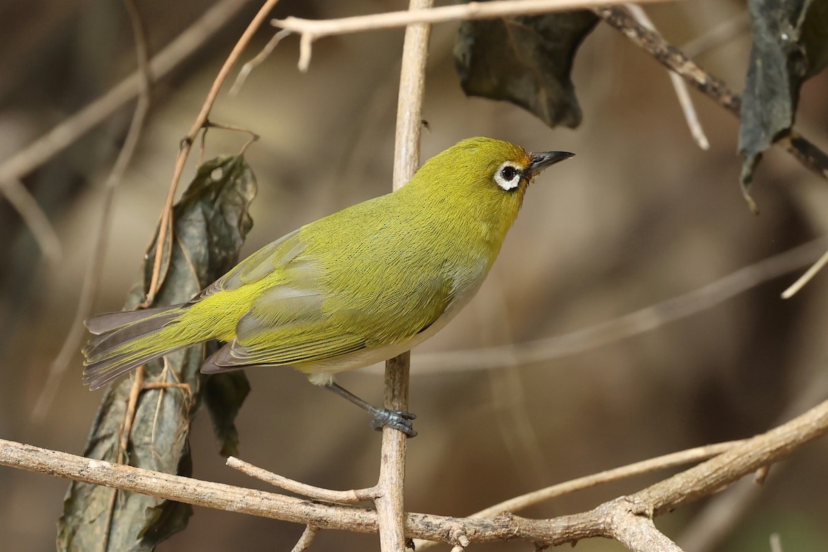 Ashy-bellied White-eye - ML642896045