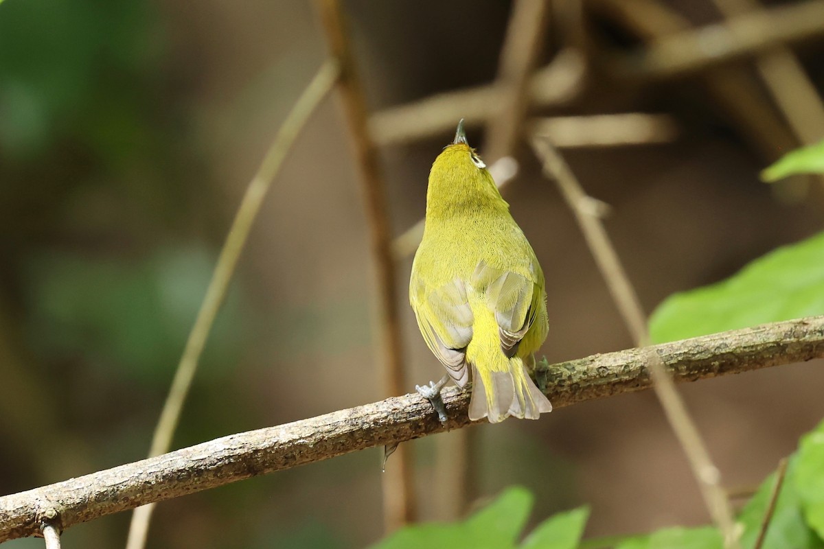 Ashy-bellied White-eye - ML642896046