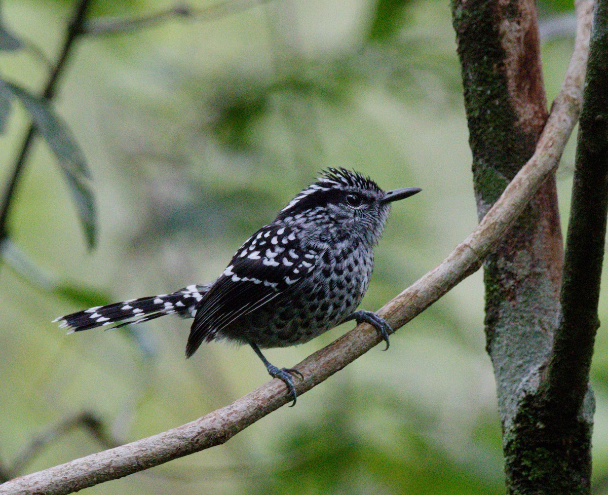 Scaled Antbird - ML642896047