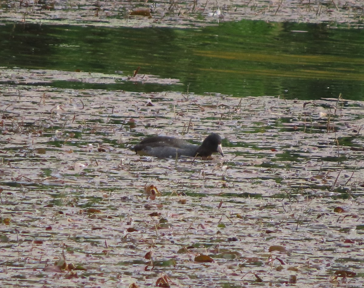 American Coot - ML642896048