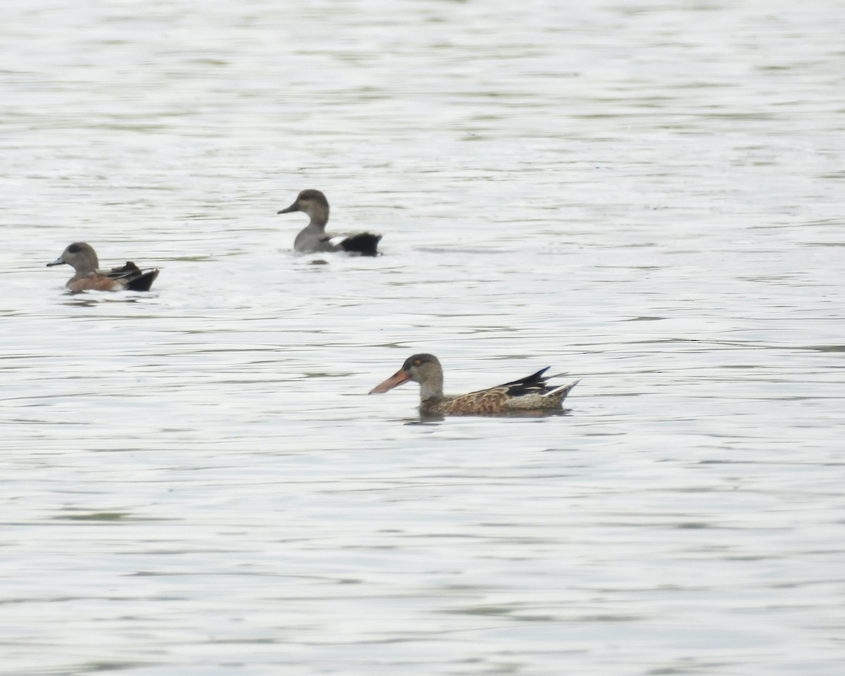 Northern Shoveler - ML642896051