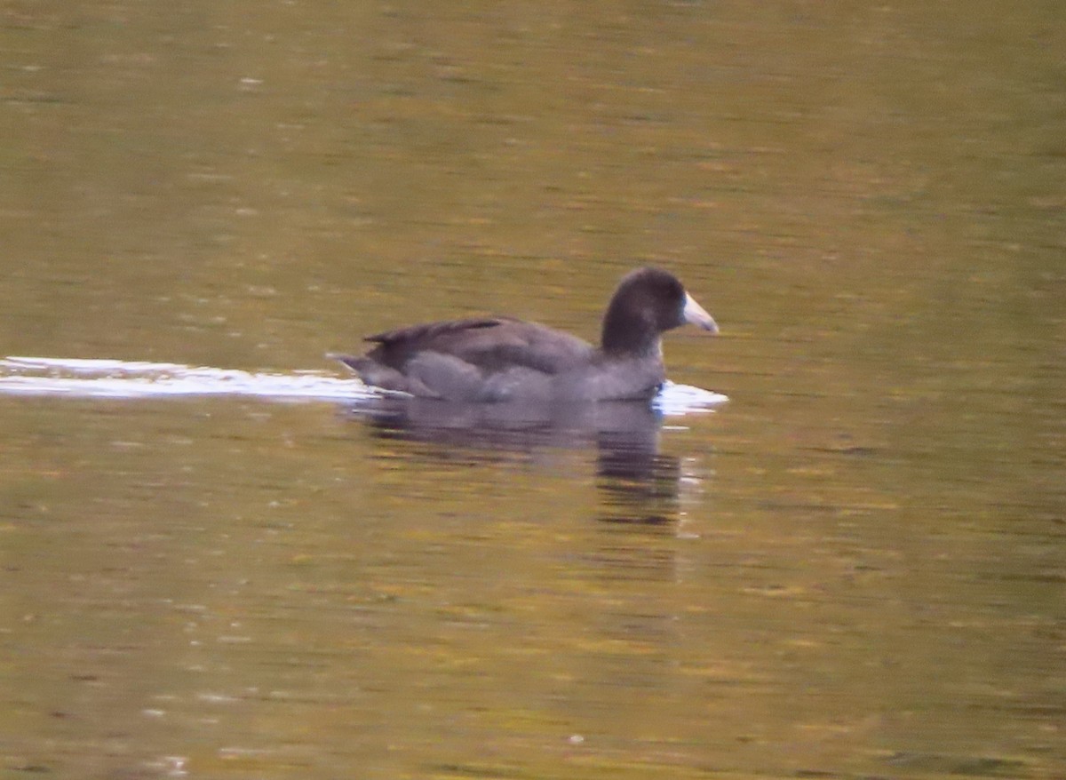 American Coot - ML642896052