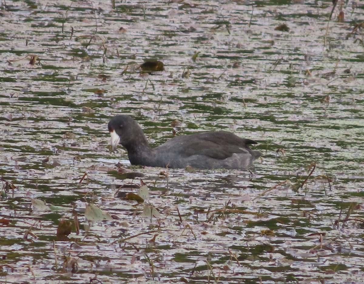 American Coot - ML642896053