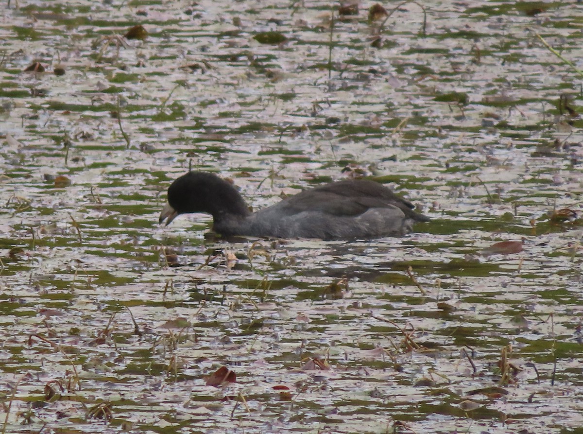 American Coot - ML642896055