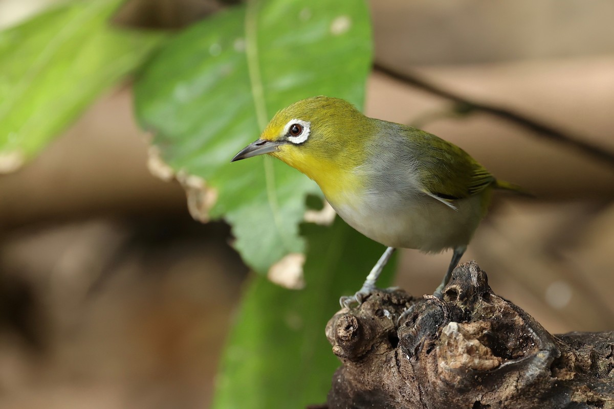 Ashy-bellied White-eye x Silvereye (hybrid) - ML642896056