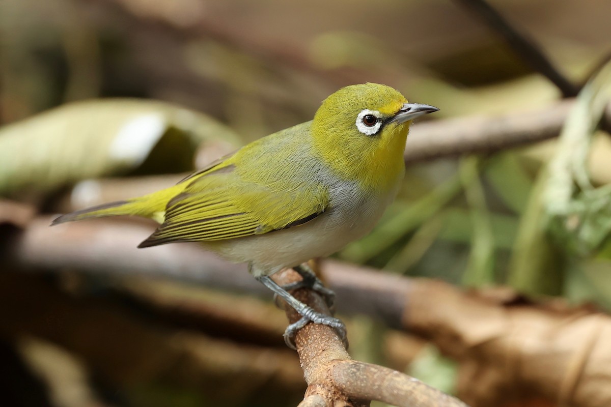 Ashy-bellied White-eye x Silvereye (hybrid) - ML642896057