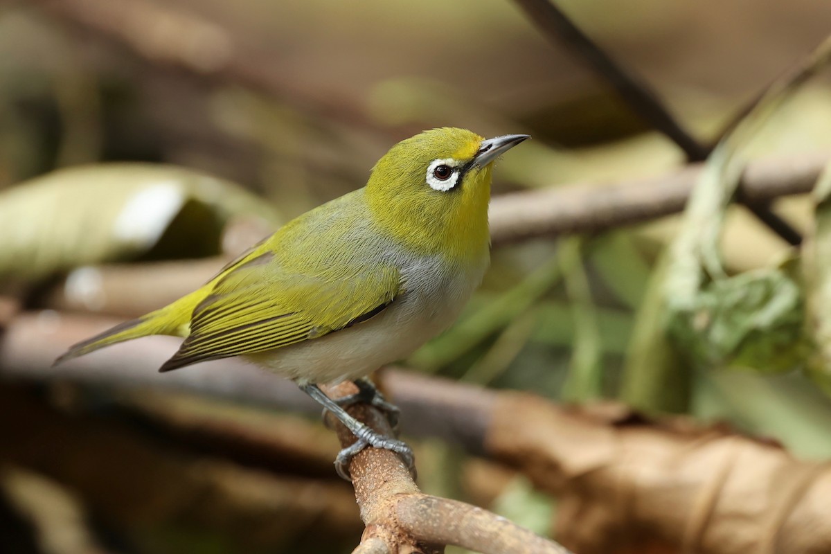 Ashy-bellied White-eye x Silvereye (hybrid) - ML642896058
