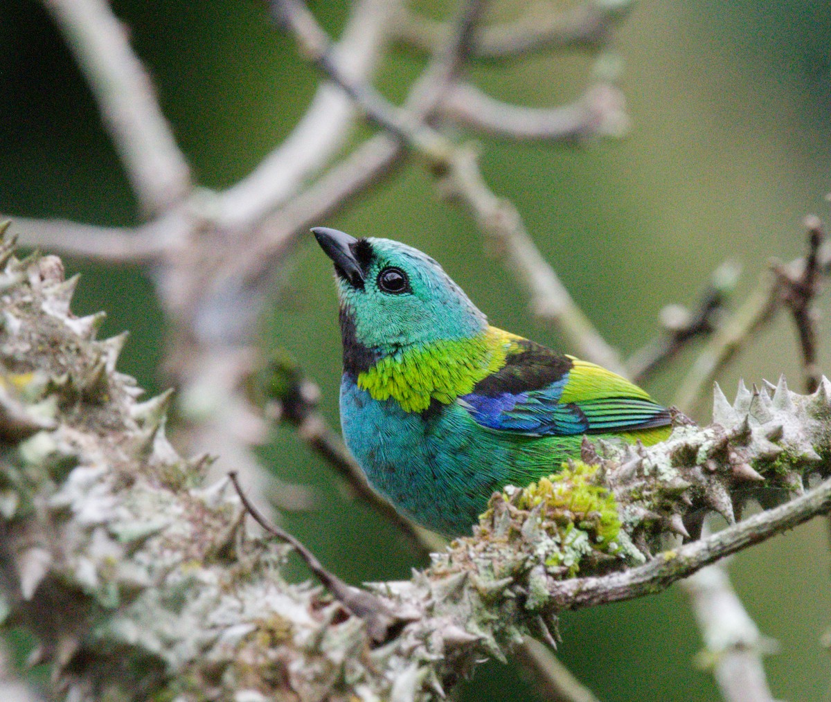 Green-headed Tanager - ML642896060